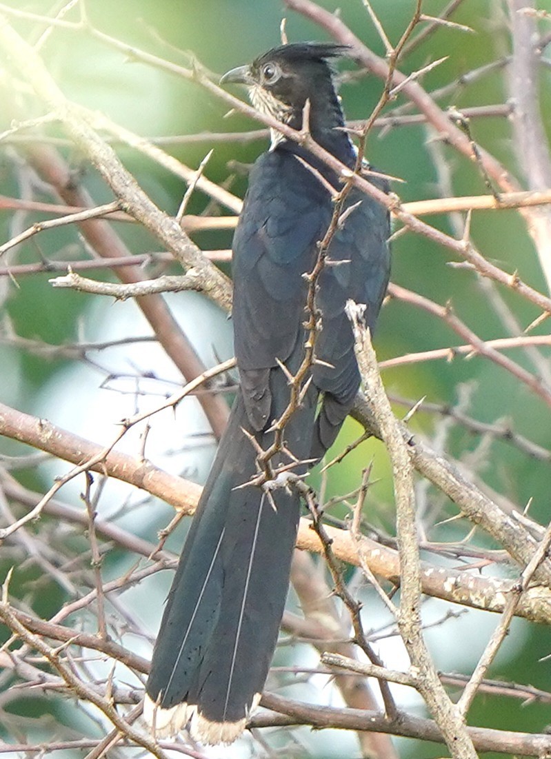 Levaillant's Cuckoo - ML645488975