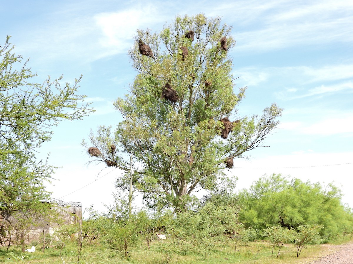 Monk Parakeet - ML645488976