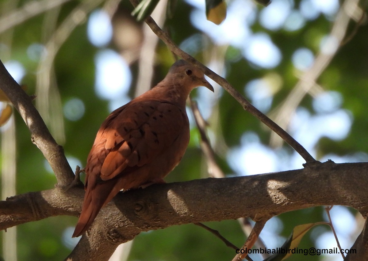 Ruddy Ground Dove - ML645488977