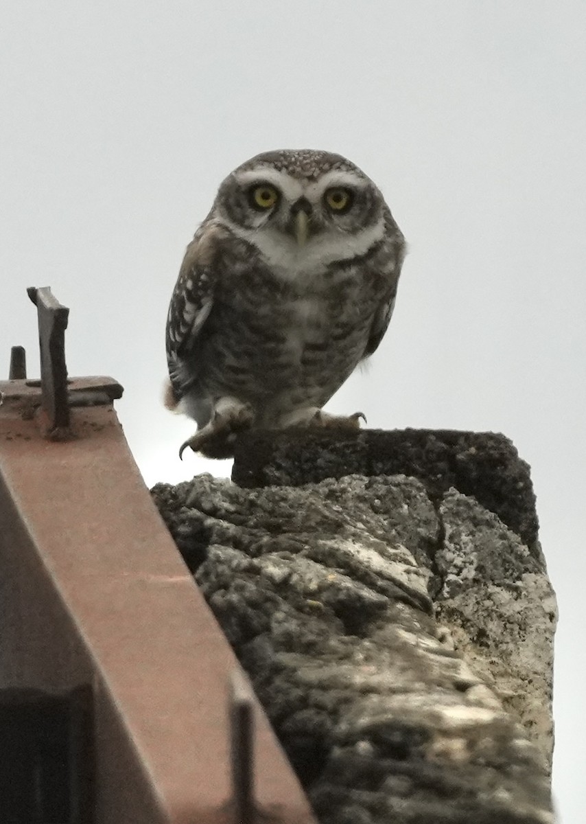 Spotted Owlet - ML645488978