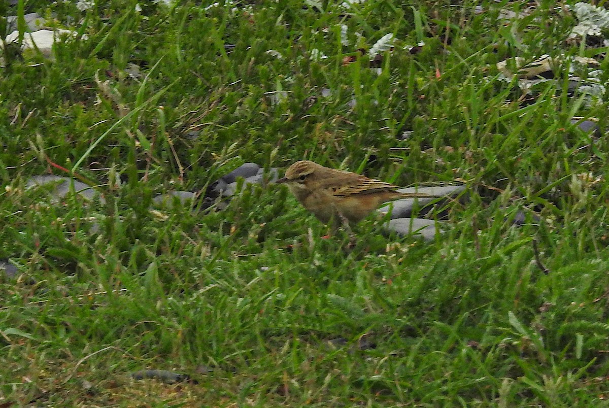 Tawny Pipit - ML645488979