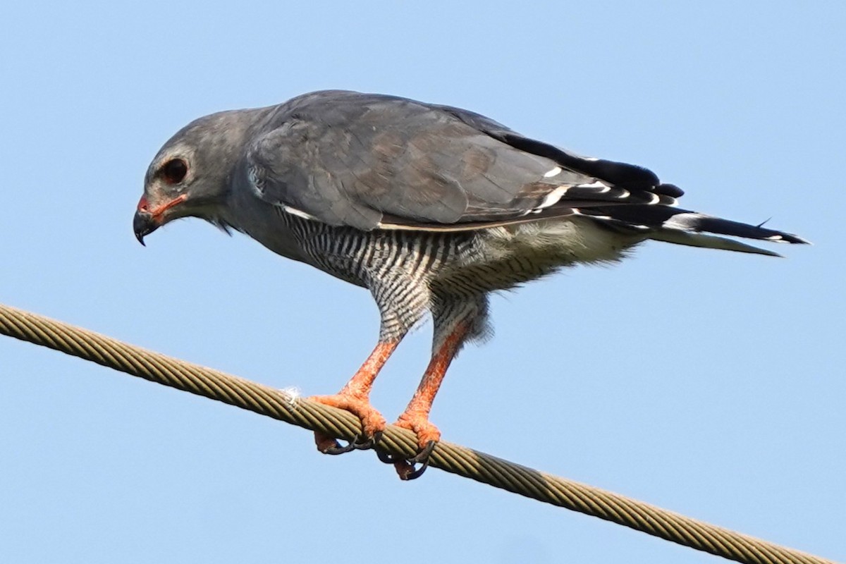 Lizard Buzzard - ML645489002