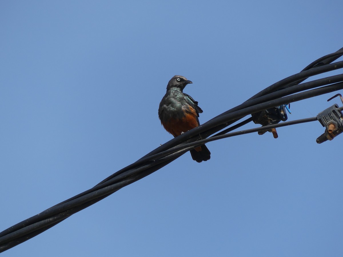 Choucador à ventre roux - ML645489009