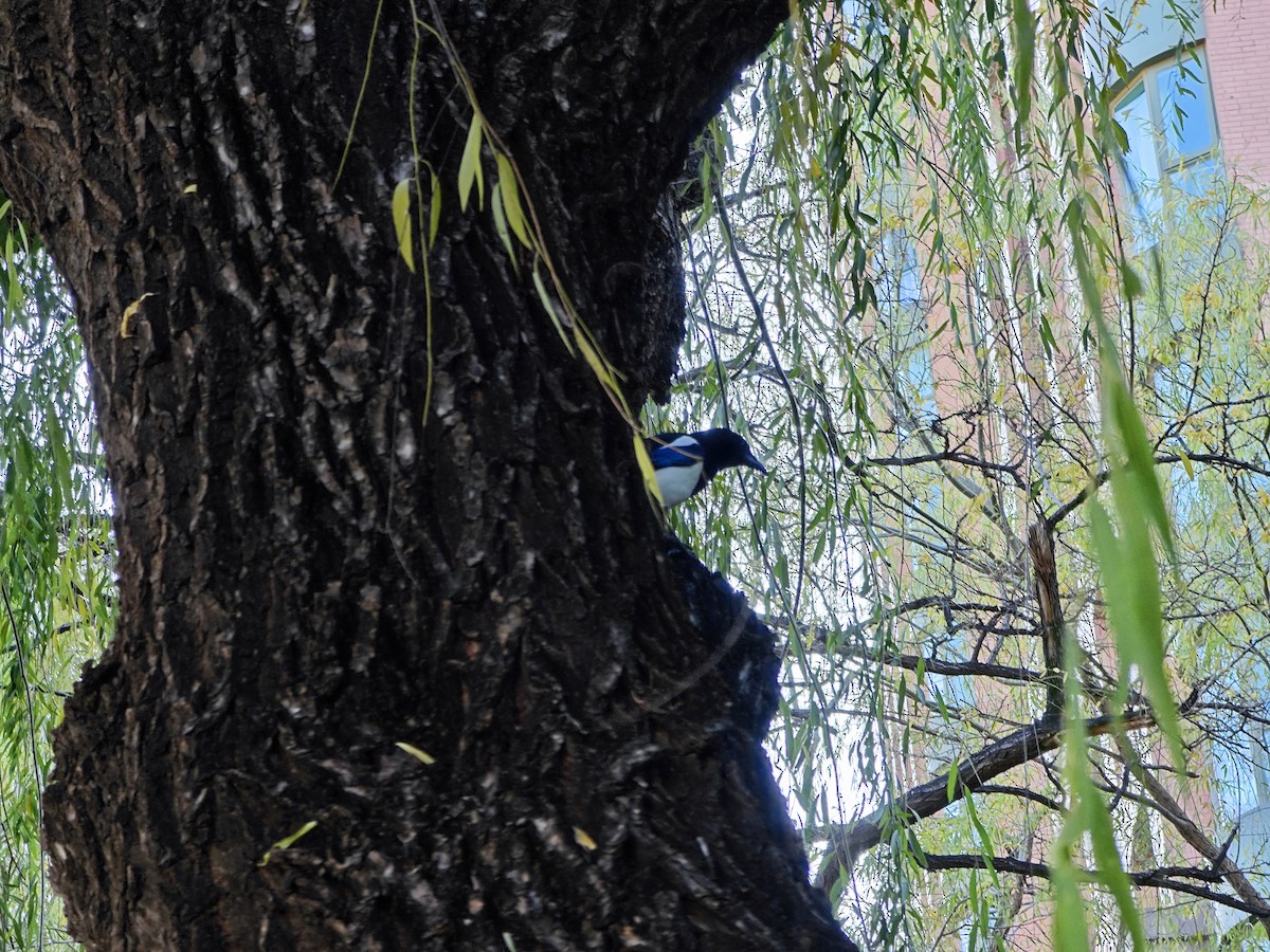 orientskjære - ML645489019