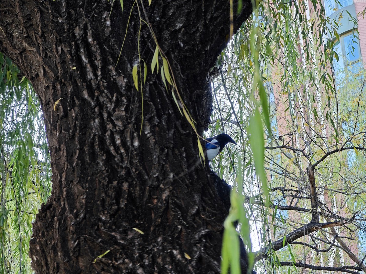 orientskjære - ML645489020