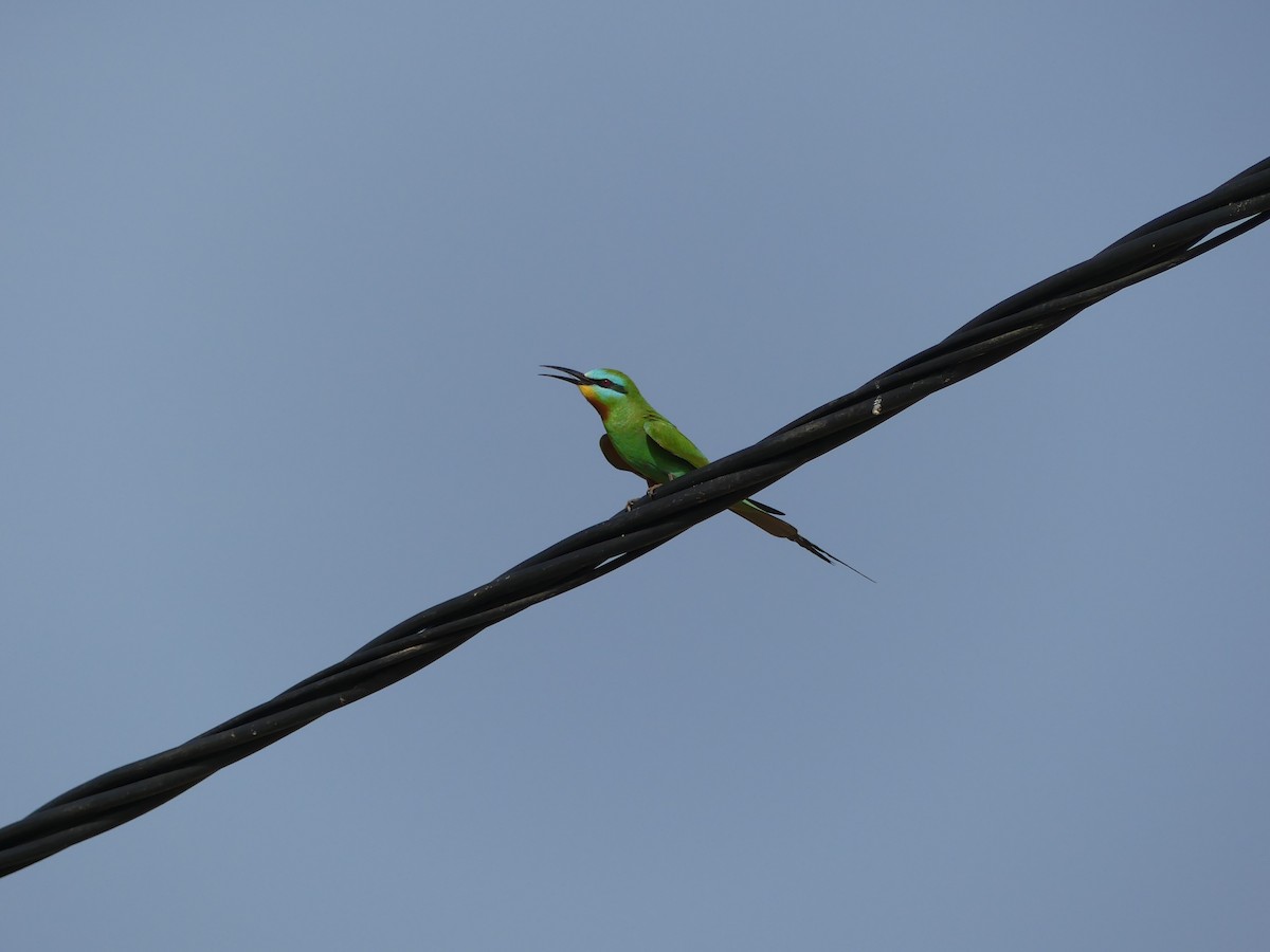 שרקרק ירוק - ML645489022