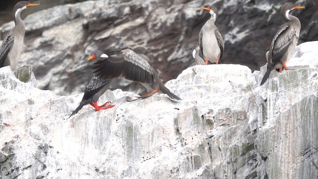 Баклан червононогий - ML645489027