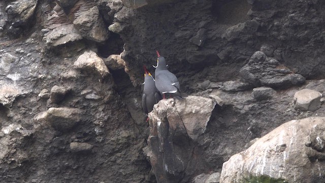 Крячок-інка - ML645489032