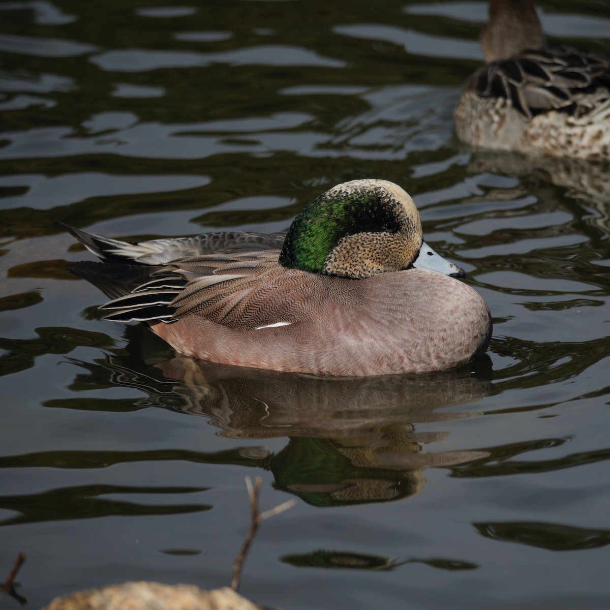 amerikablesand - ML645489111