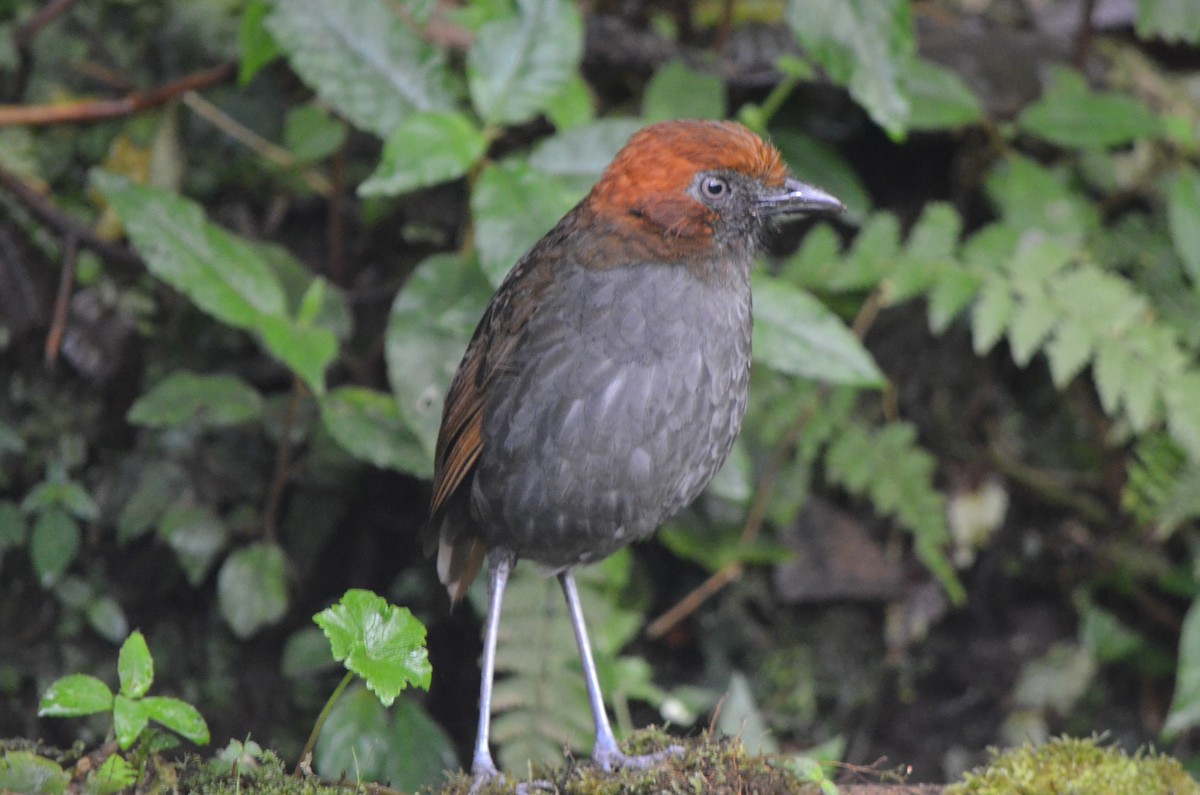 Chestnut-naped Antpitta - ML645489123