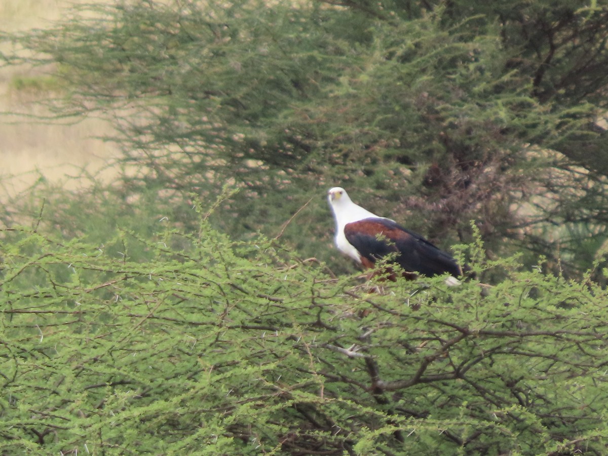 flodørn - ML645489124