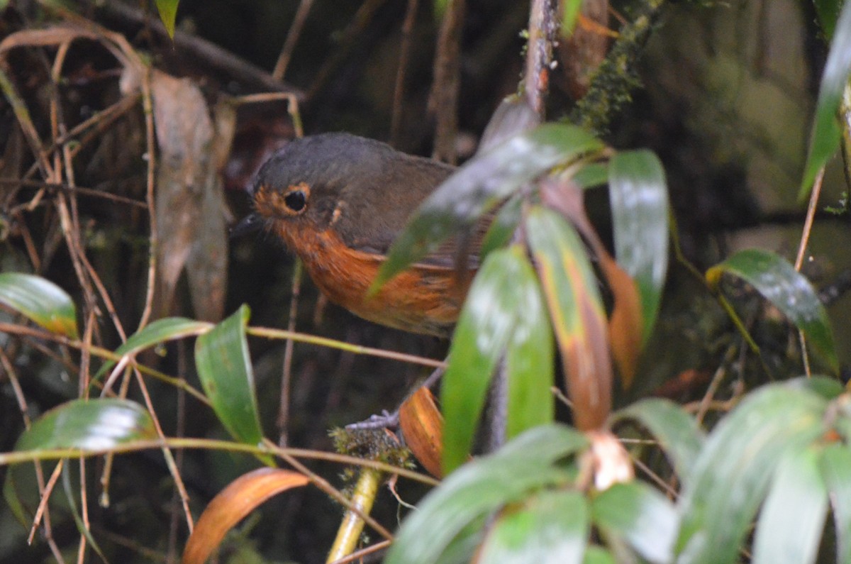 Slate-crowned Antpitta - ML645489127