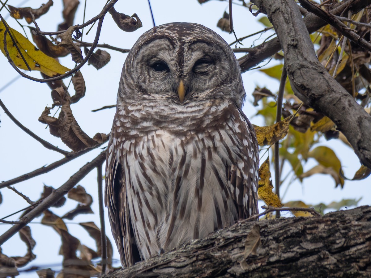Barred Owl - ML645489145