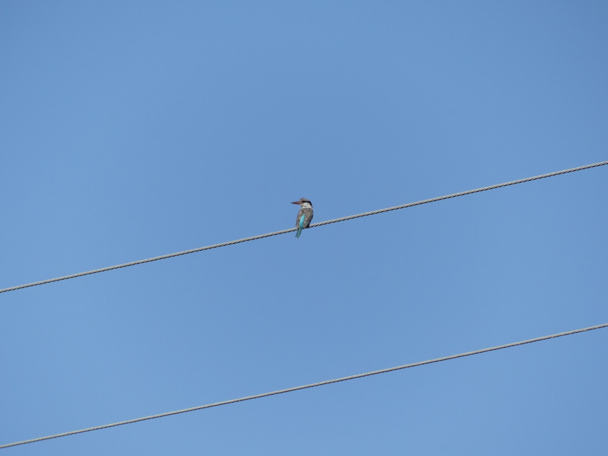 Striped Kingfisher - ML645489150