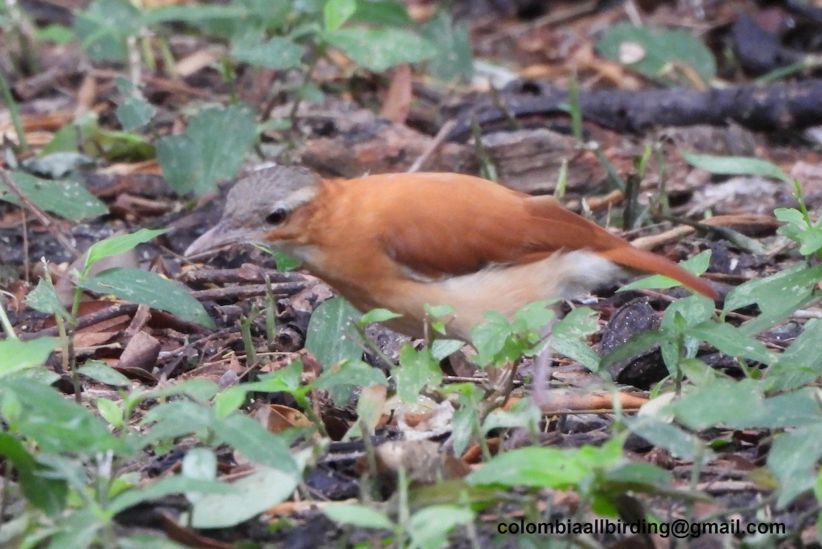 Caribbean Hornero - ML645489157