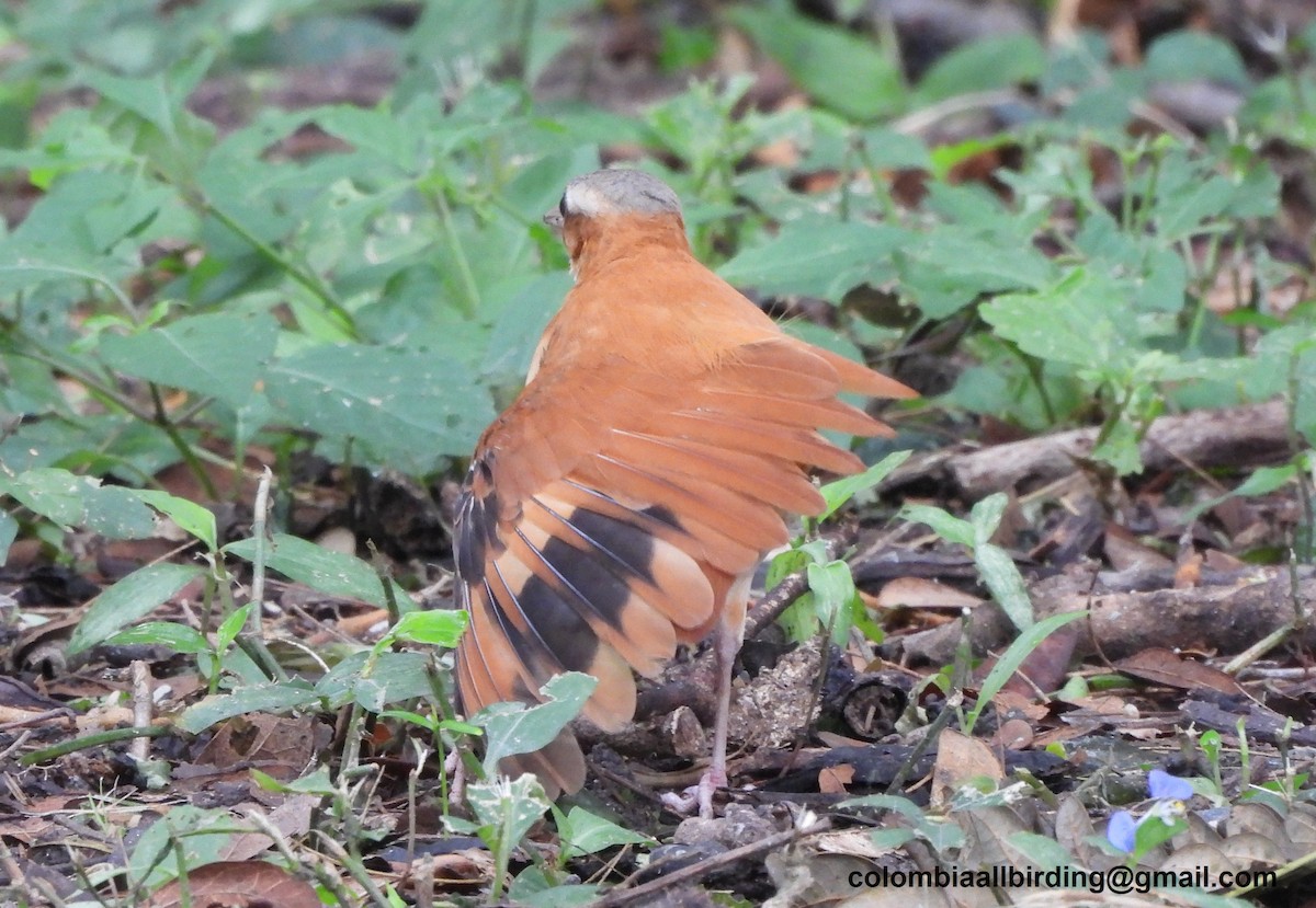 Caribbean Hornero - ML645489163