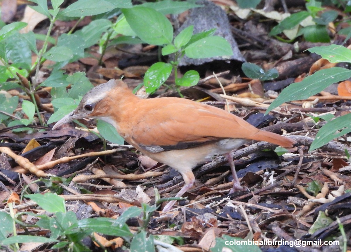 Caribbean Hornero - ML645489164