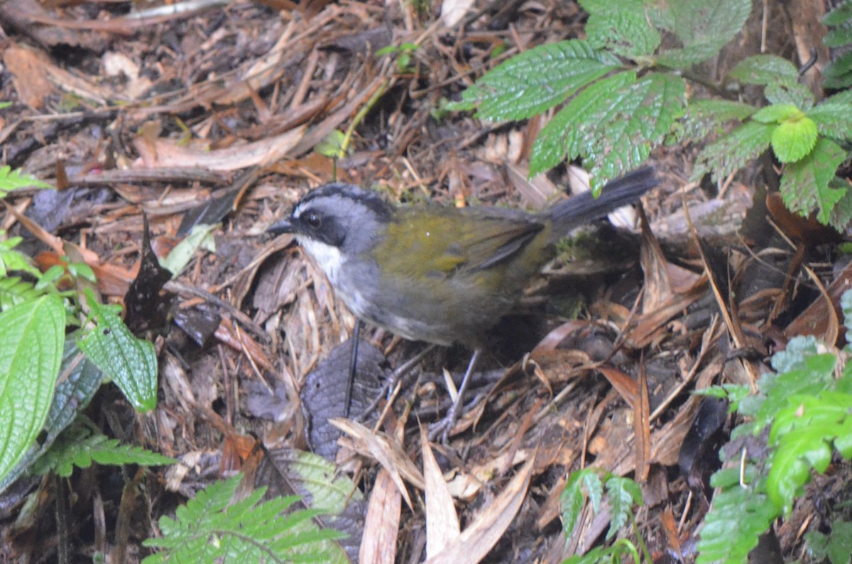 Gray-browed Brushfinch - ML645489174