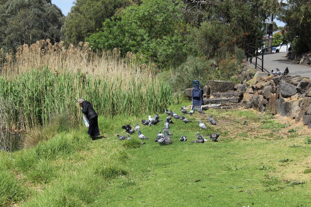 Felsentaube (Straßentaube) - ML645489181