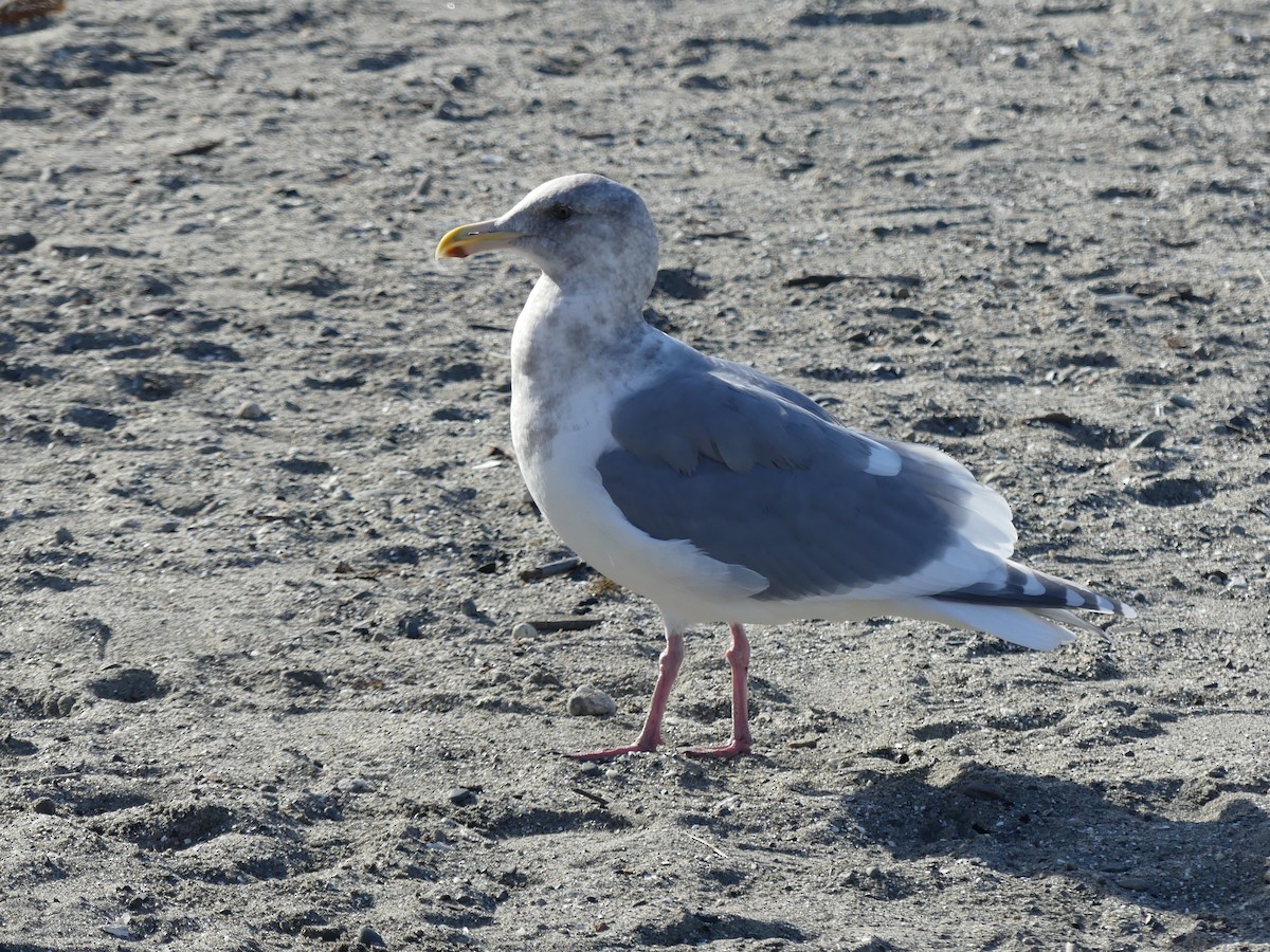 Western x Glaucous-winged Gull (hybrid) - ML645489191