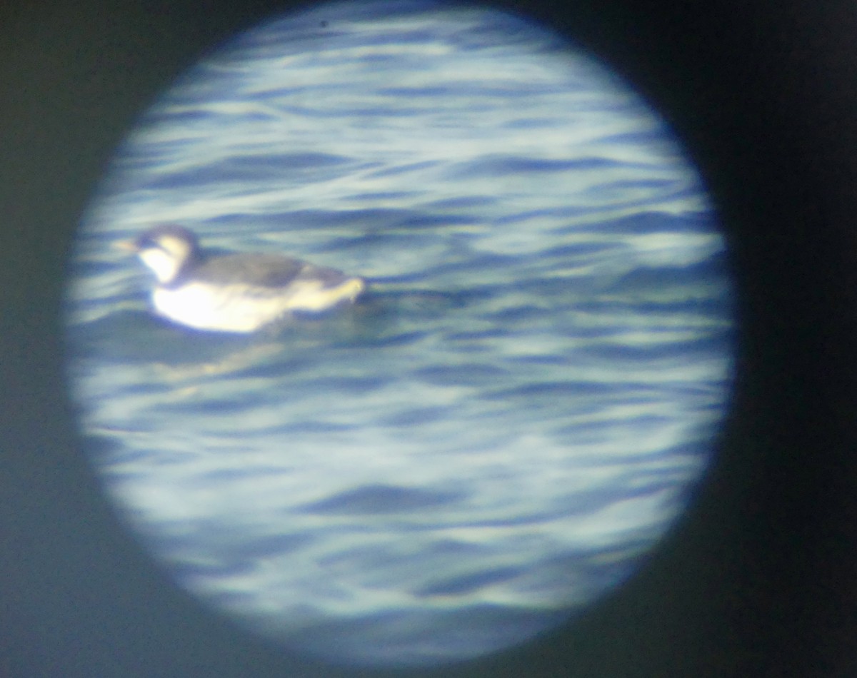 Common Murre - ML645489193