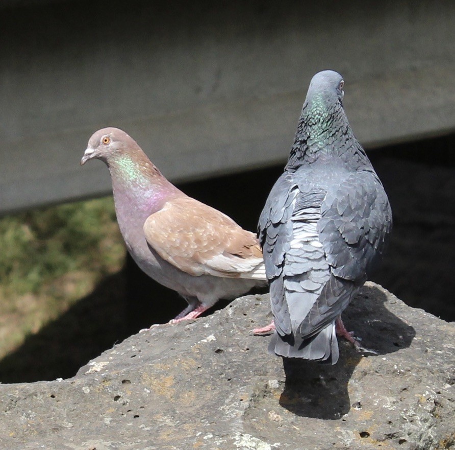 Felsentaube (Straßentaube) - ML645489206