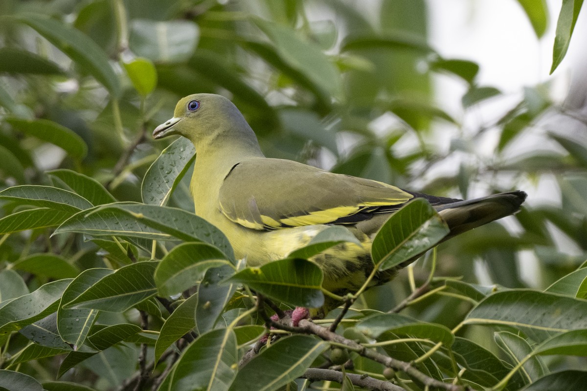 tobeltegrønndue - ML645489211