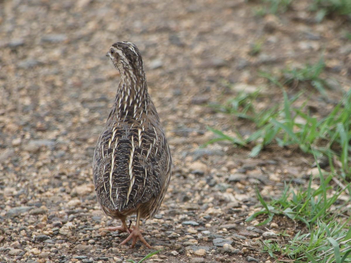 ヨーロッパウズラ - ML645489215