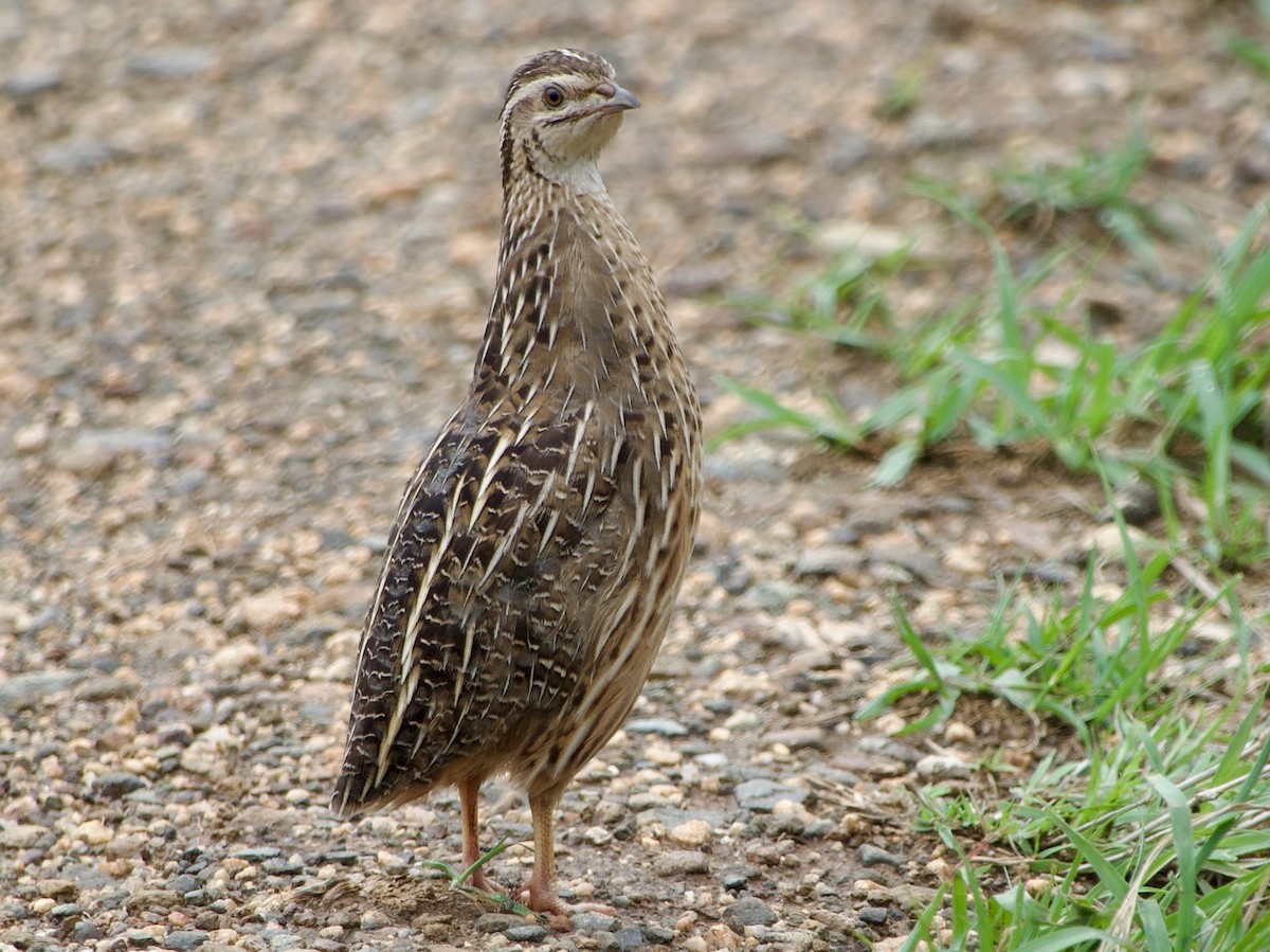 ヨーロッパウズラ - ML645489216