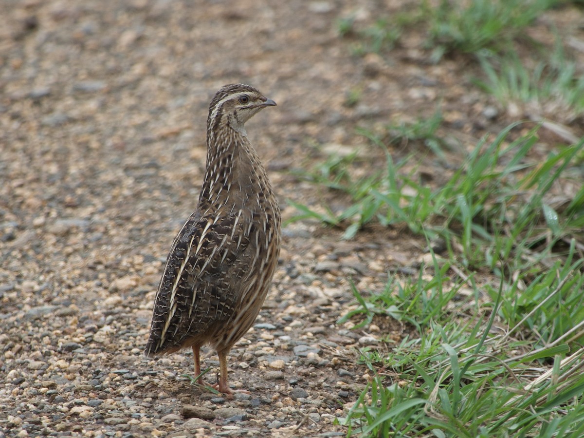 ヨーロッパウズラ - ML645489217