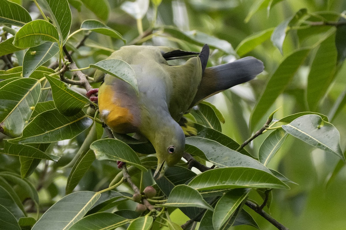 tobeltegrønndue - ML645489218