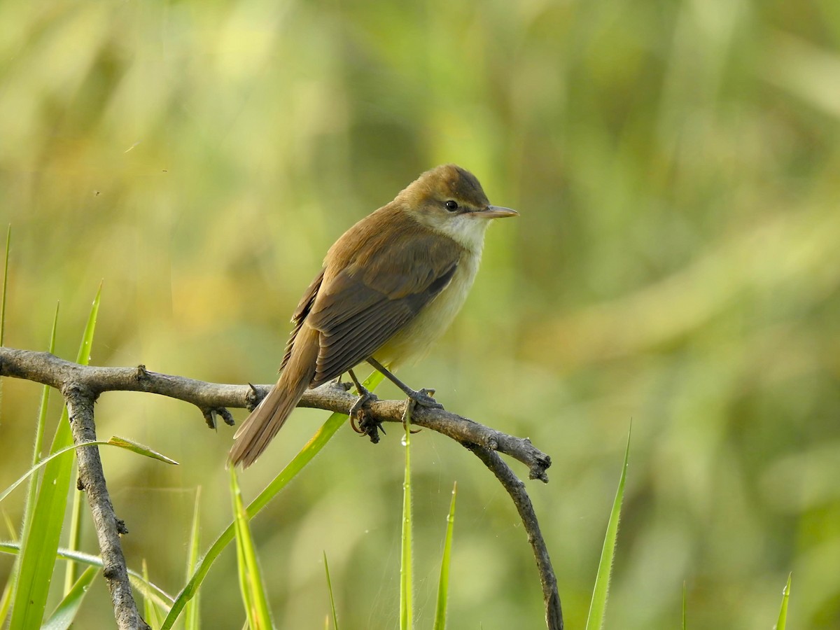 קנית אפריקנית - ML645489221