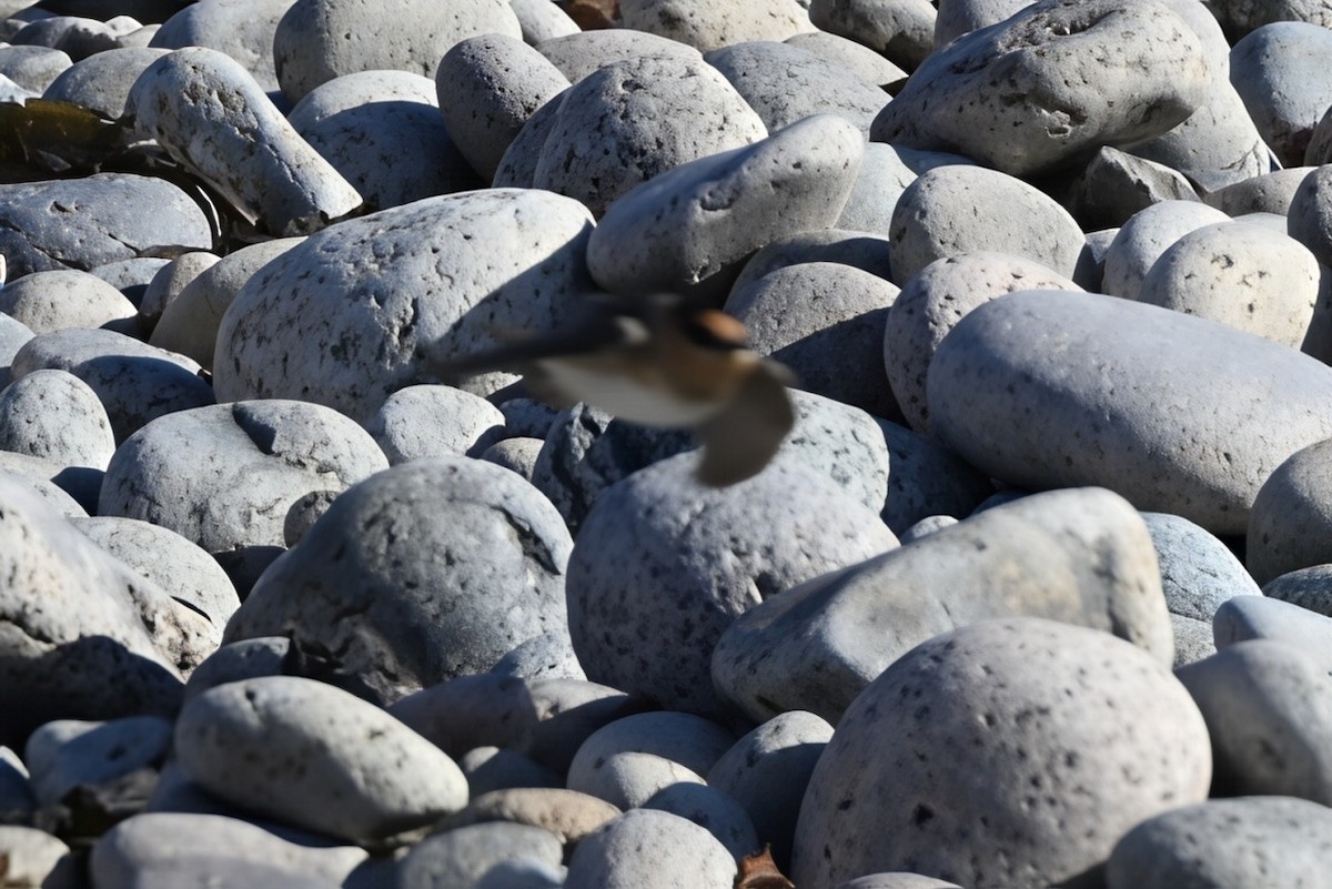 Cave Swallow - ML645489242