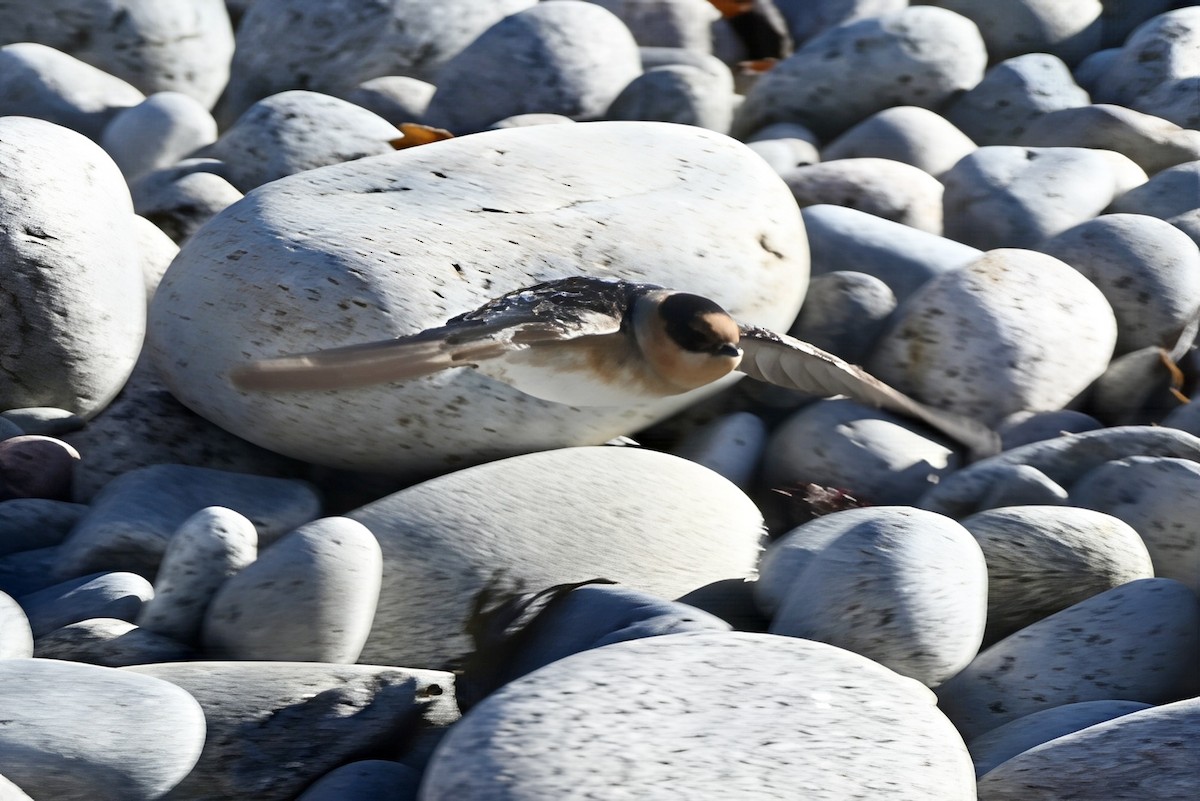 Cave Swallow - ML645489243