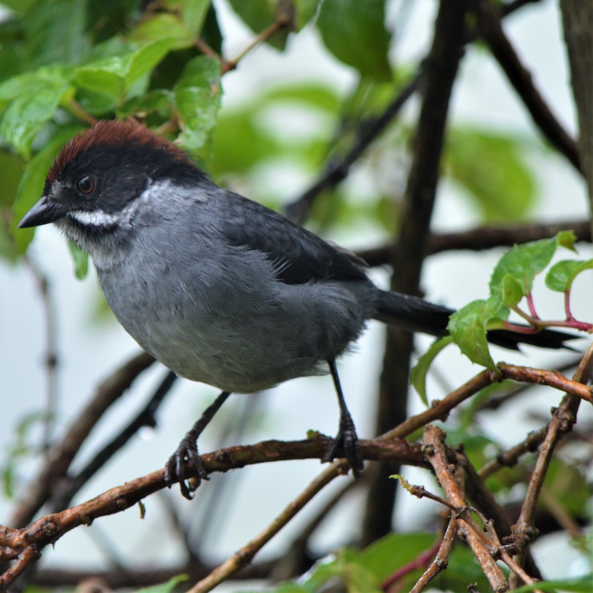 Northern Slaty Brushfinch - ML645489246