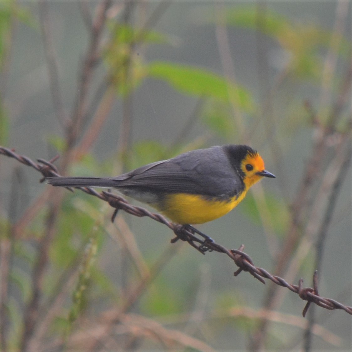 Golden-fronted Redstart - ML645489249