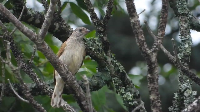 Воскоїд строкатий - ML645489261