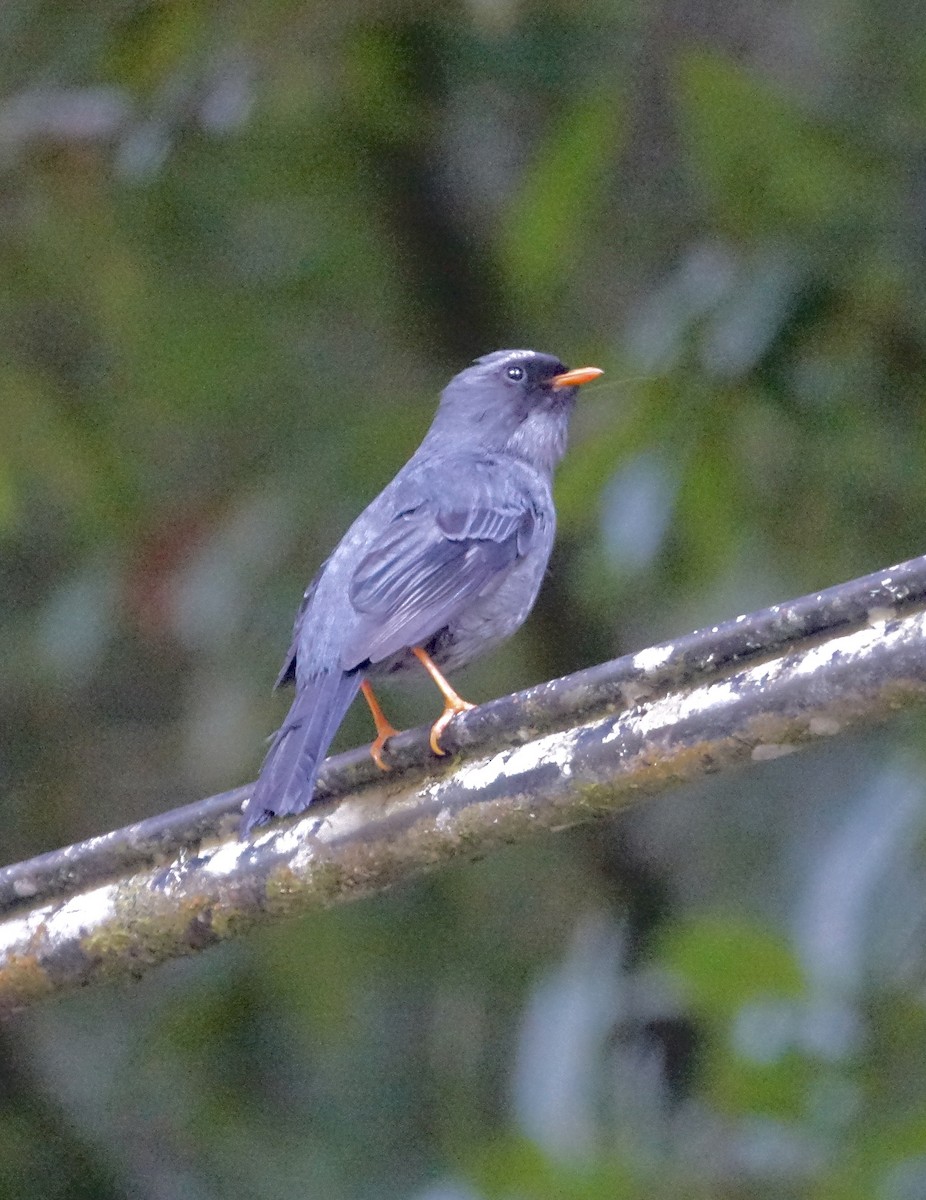 Black-faced Solitaire - ML645489274