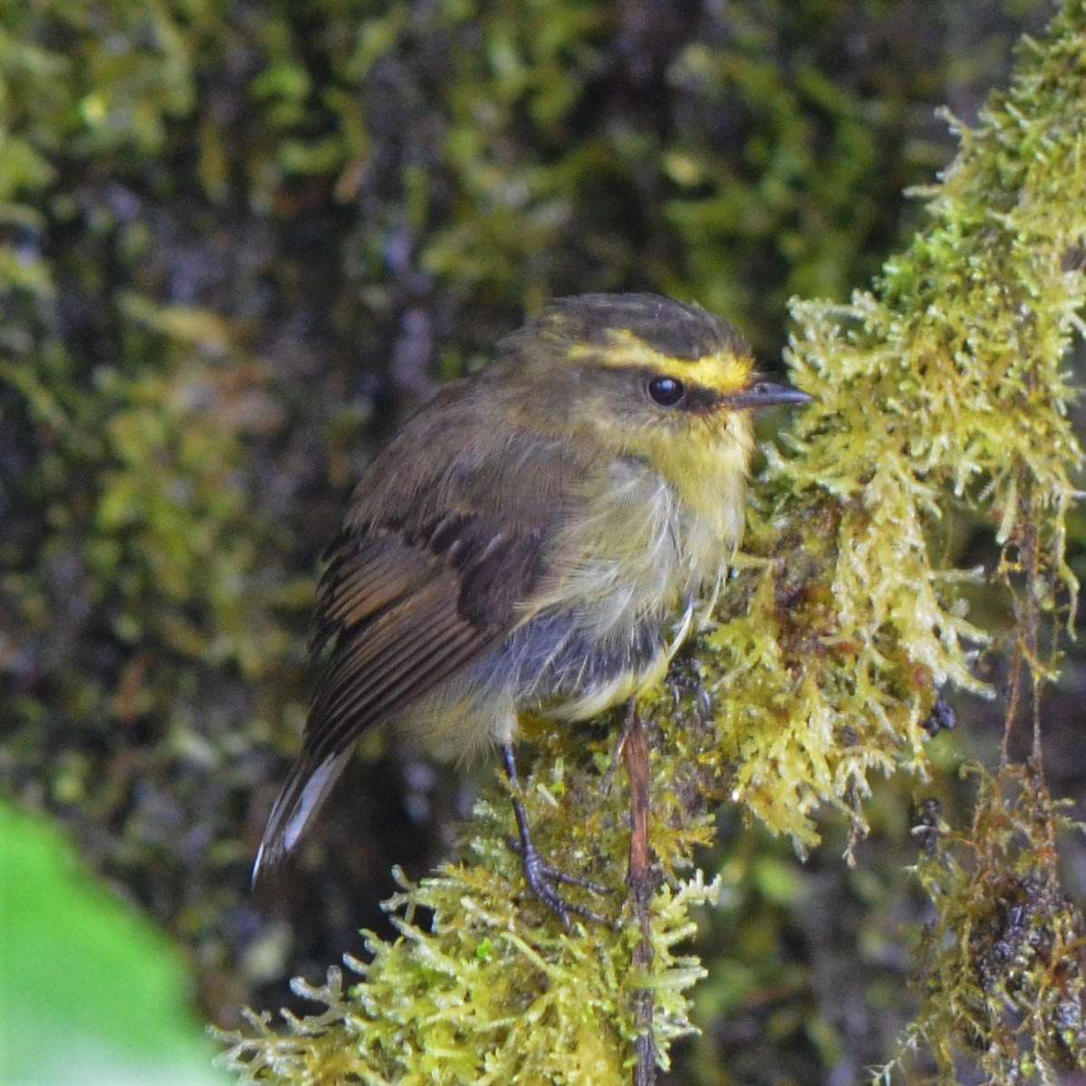 Yellow-bellied Chat-Tyrant - ML645489276