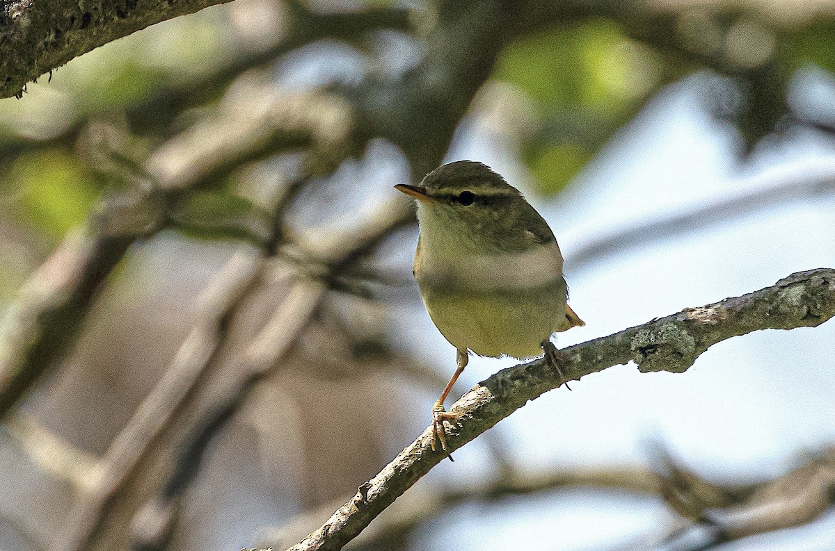 Greenish Warbler - ML645489305