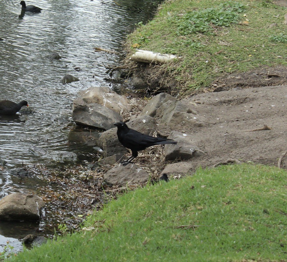 Южноавстралийский ворон - ML645489321
