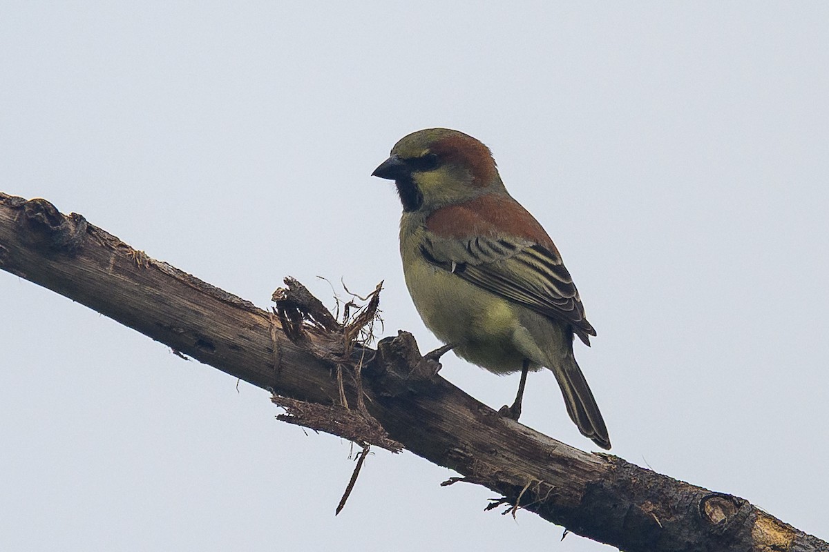 セアカスズメ - ML645489325