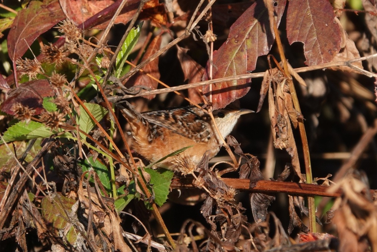 Sedge Wren - ML645489337