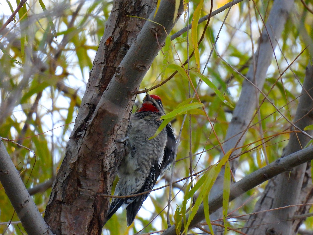 Rotnacken-Saftlecker - ML645489338