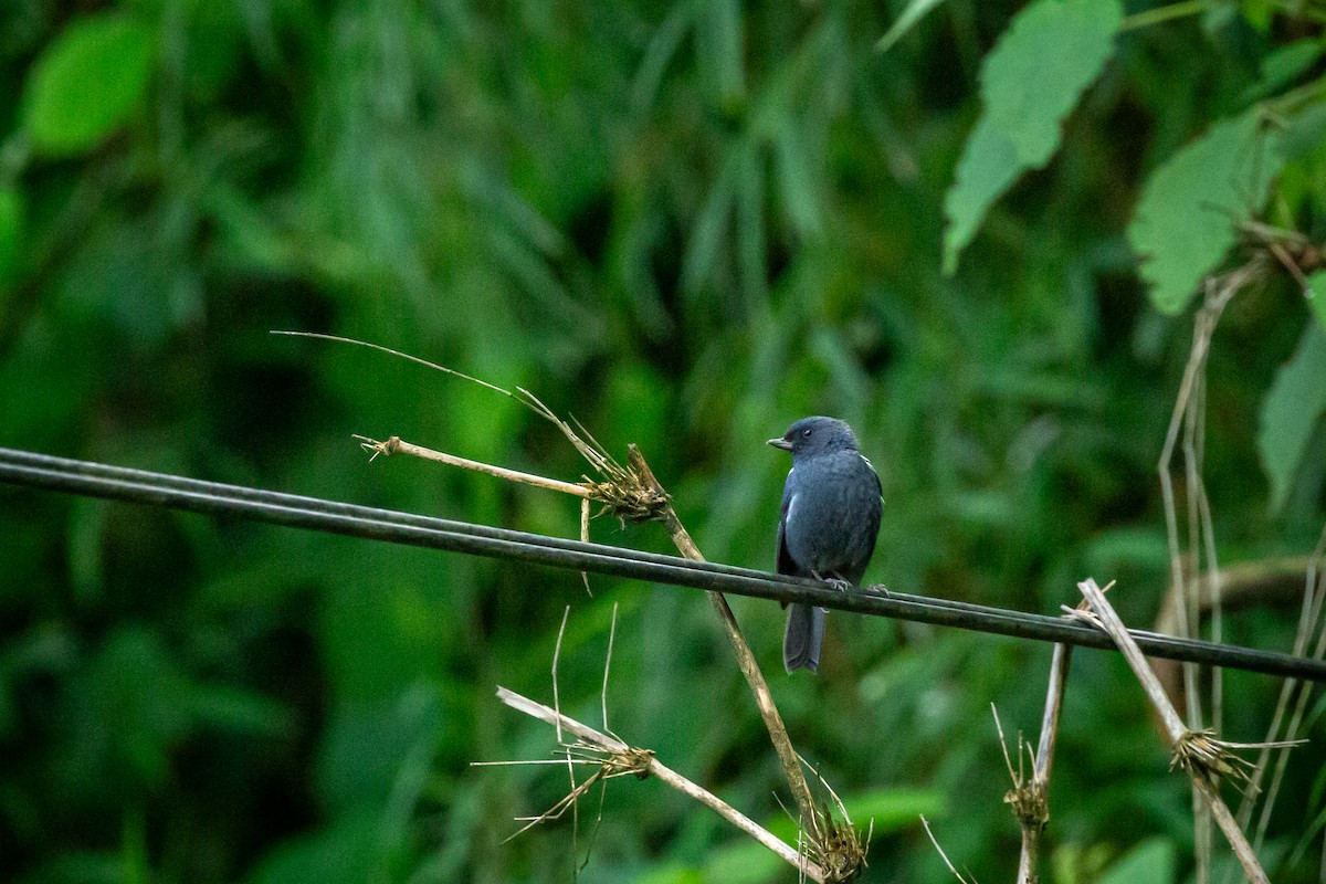 Pinchaflor Flanquiblanco - ML645489341