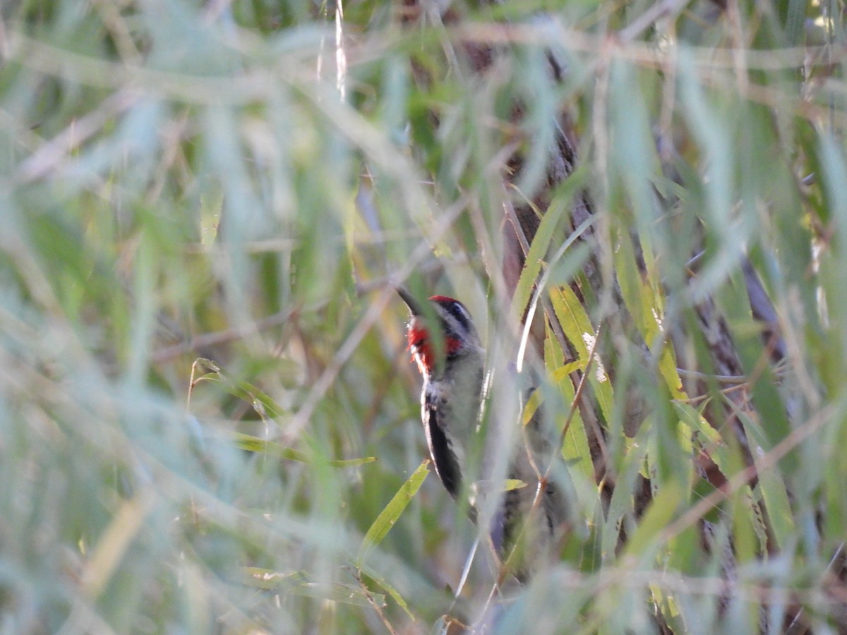 Rotnacken-Saftlecker - ML645489342