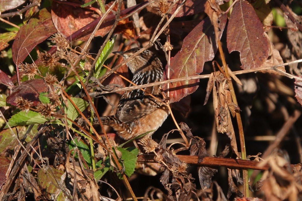 Sedge Wren - ML645489343