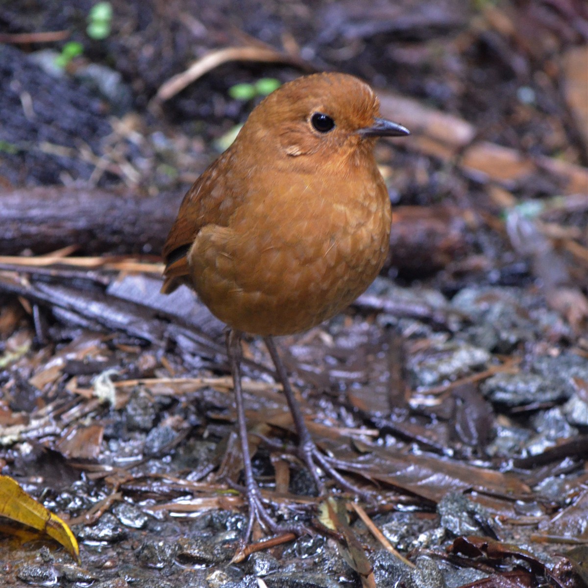 Equatorial Antpitta - ML645489345