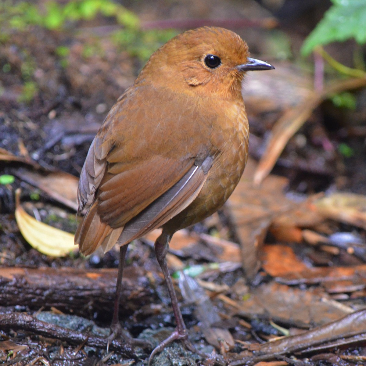 Equatorial Antpitta - ML645489347