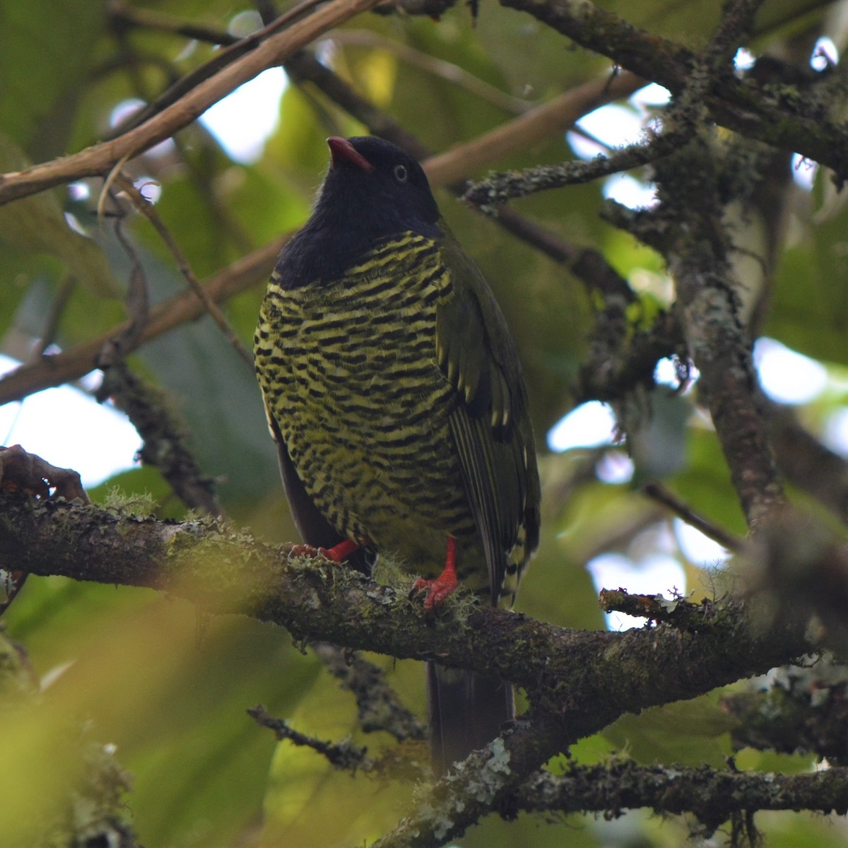 Barred Fruiteater - ML645489355